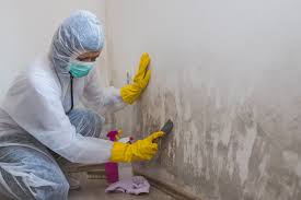 Why You Should Choose Our Mold Remediation Services in Atascocita, TX